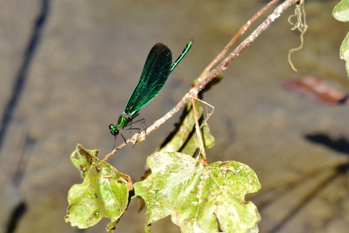 calopteryx ??